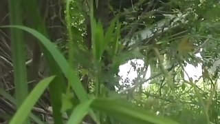 Asian babe gets boob sharking while pissing in the woods.